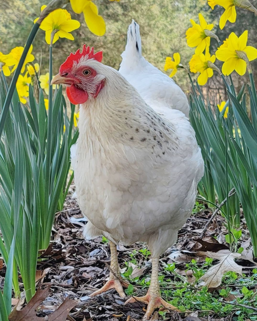 @happydaysfarm chicken