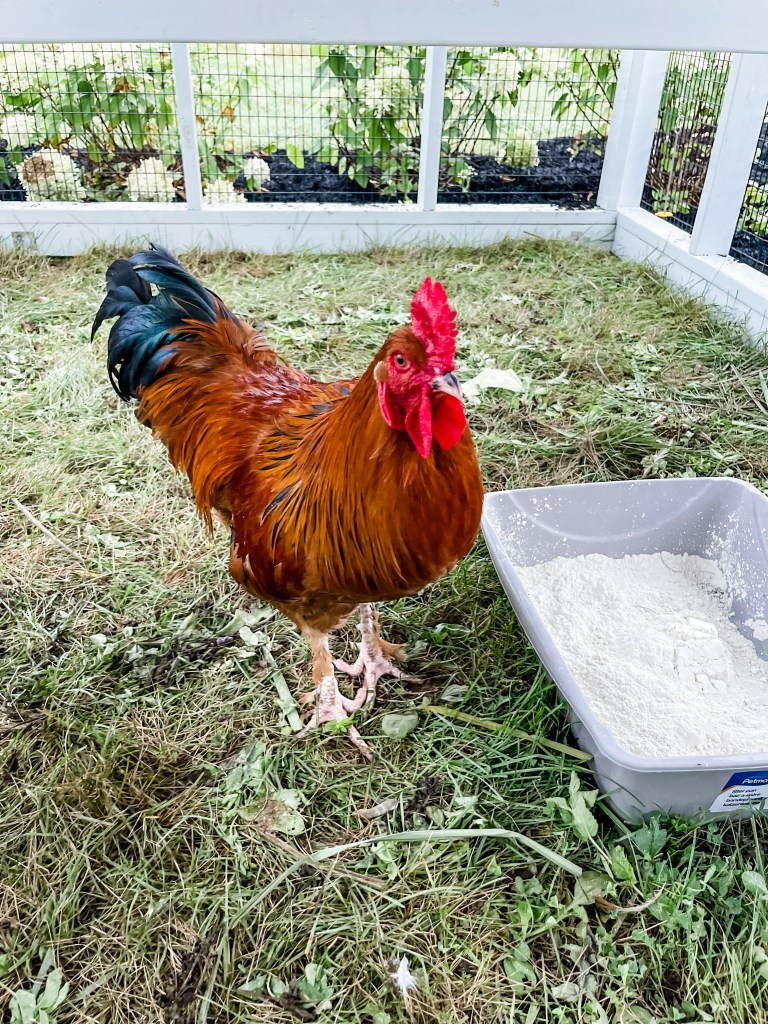 Ricky the Roster 