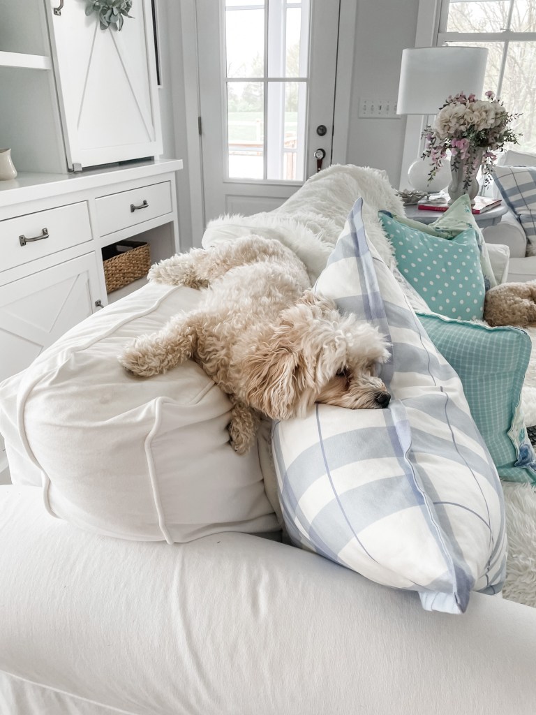 Teddy on the white slipcovered couch