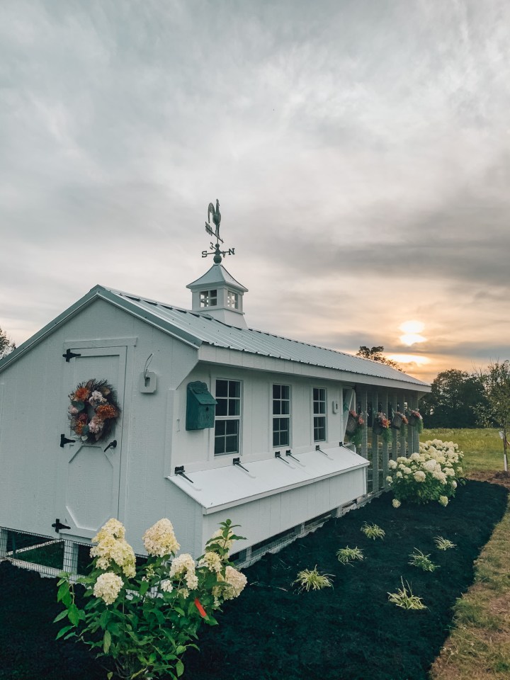 white chicken coop in the sunset